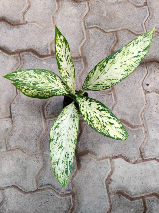 Vibrant Dieffenbachia Vesuvius, easy-care houseplant
