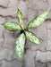 Vibrant Dieffenbachia Vesuvius, easy-care houseplant