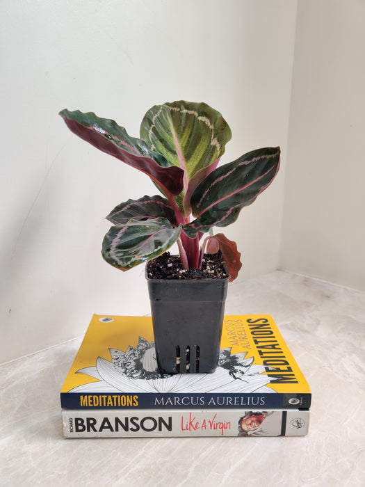 Calathea Roseopicta for Relaxing Indoor Ambiance