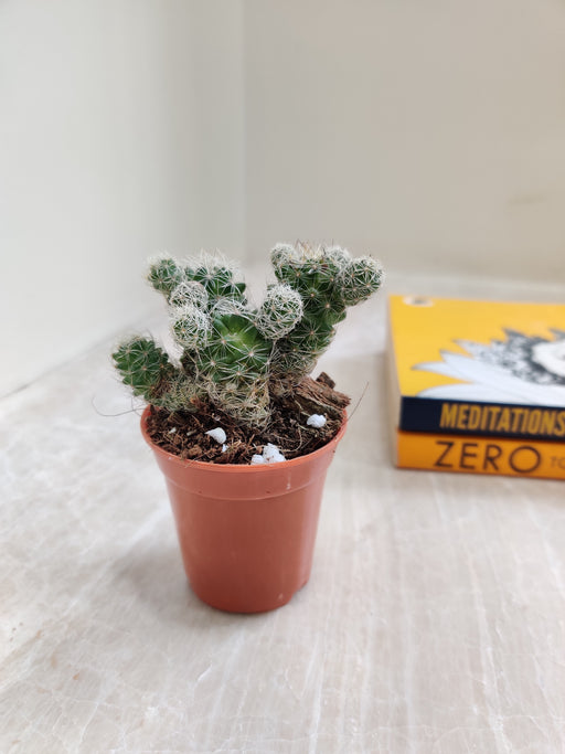 Mammillaria Gracilis small cactus in 5.5 cm pot