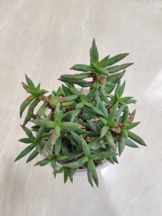 Lush-Green-Crassula-Tetragona-Indoor-Succulent