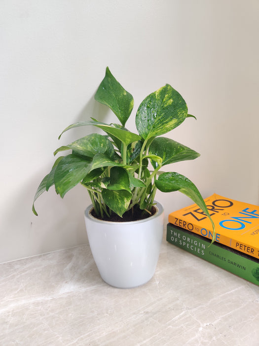 Green Money Plant in a White Pot