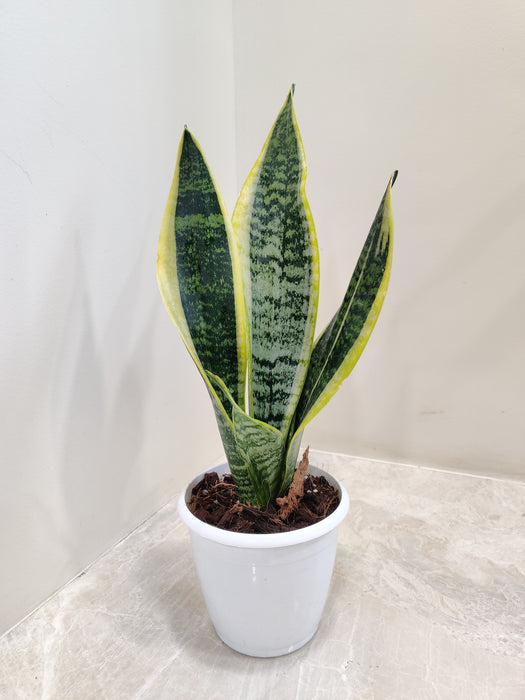 Tall Snake Plant in Elegant White Pot Indoor Plant