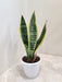 Tall Snake Plant in Elegant White Pot Indoor Plant