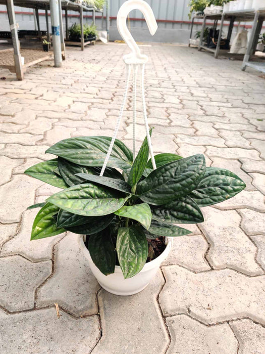 Monstera Peru in a 17cm pot for stylish hanging