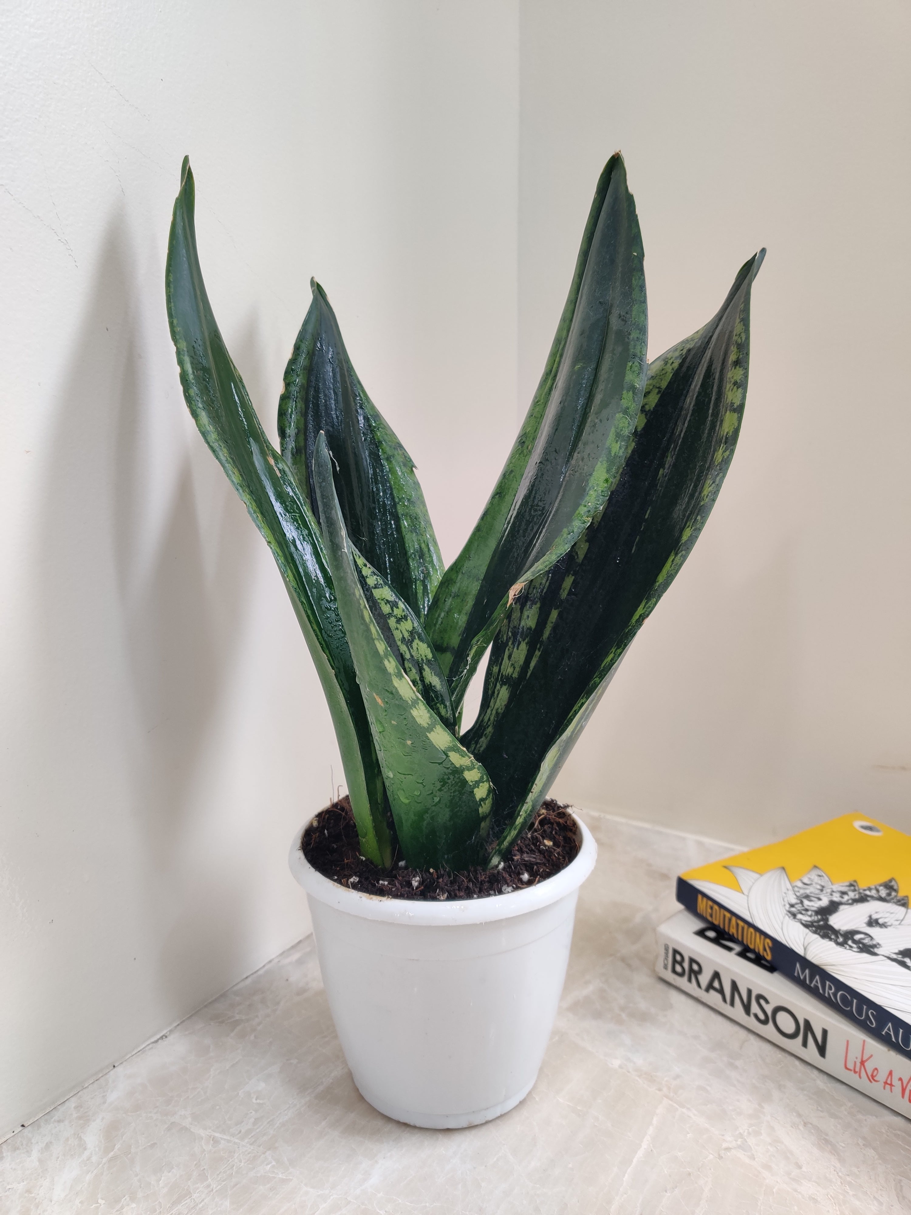 Snake Plant 'Whitney'