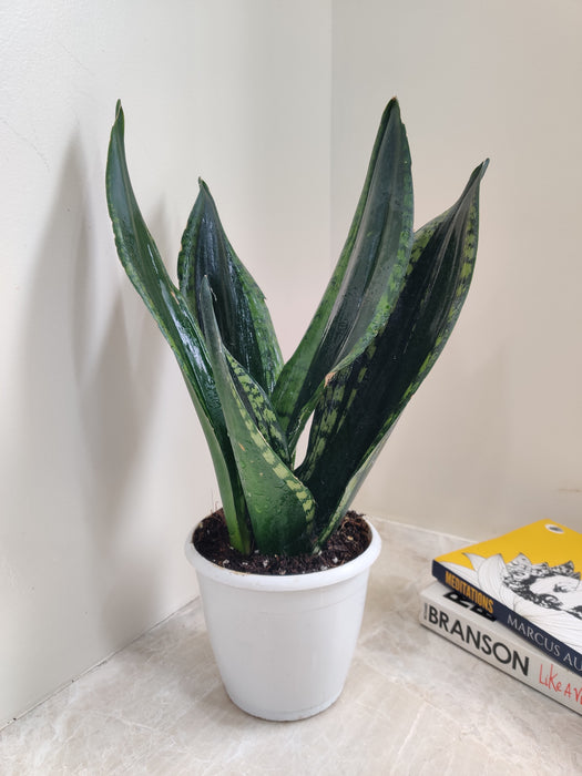 sansevieria hardiness Snake Plant 'Whitney'