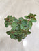 Lush-Peperomia-Rubella-Decor-Indoor-Succulent