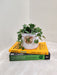 Lush green Peperomia in ceramic for corporate gifting