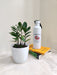 Indoor air-purifying ZZ Plant in pot