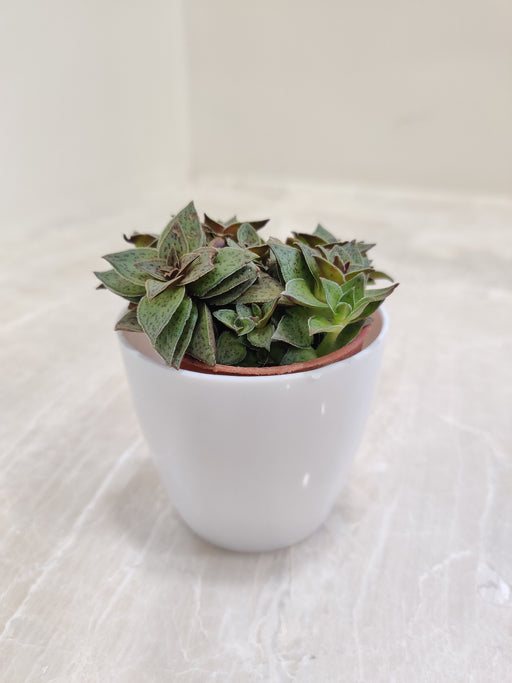 Elegant Succulent Plant in Plastic Pot for Corporate Gifting