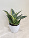 Snake Plant Ideal for Office Environments