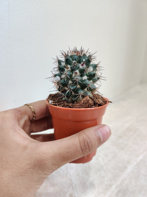 Small spiky Mammillaria Erythra for indoor decor