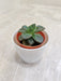 Green succulent ideal for corporate gifting
