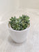 Adaptable Indoor Succulent in Decorative Planter
