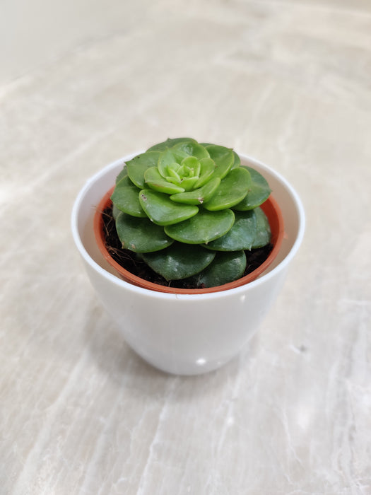 Air purifying succulent for healthier workspaces