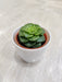 Air purifying succulent for healthier workspaces