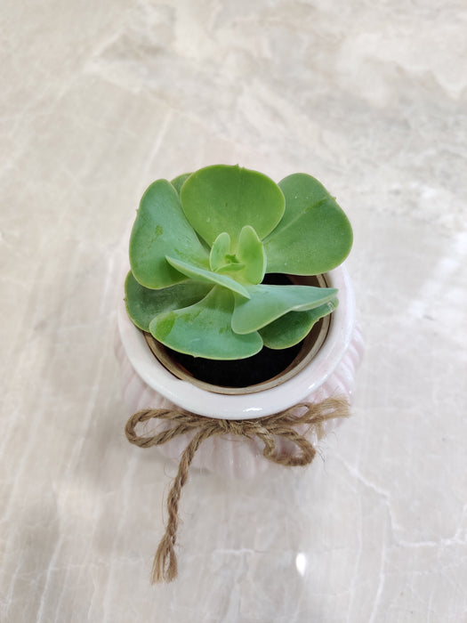 Close-up of succulent plant for corporate gifting