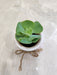 Close-up of succulent plant for corporate gifting