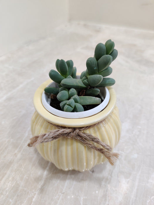 Perfect corporate gift - succulent plant