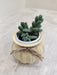 Perfect corporate gift - succulent plant
