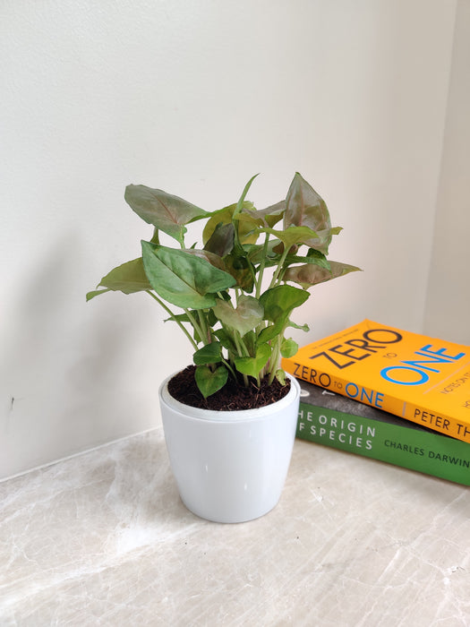 Low maintenance Green Syngonium plant for corporate environments