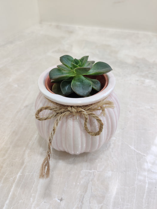 Workspace's Green Touch with Succulent
