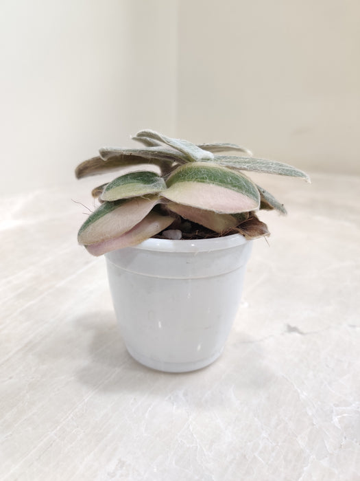 Tradescantia-Sillamontana-Variegated-Green