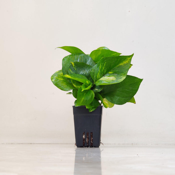 Green Money Plant 8.5 cm pot