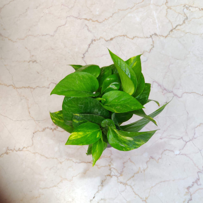 Green Money Plant 8.5 cm pot