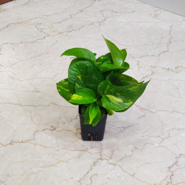 Green Money Plant 8.5 cm pot
