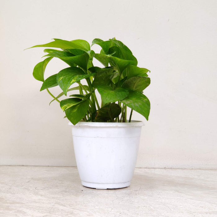 Green Money Plant In  12 cm pot