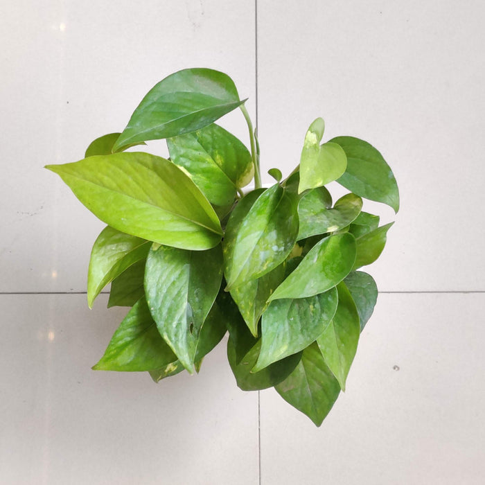 Green Money Plant In  12 cm pot