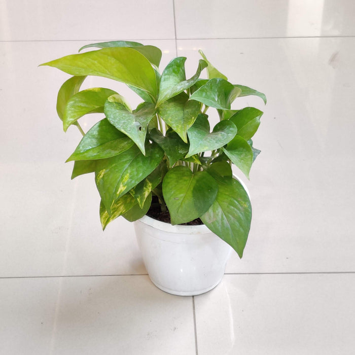 Green Money Plant In  12 cm pot