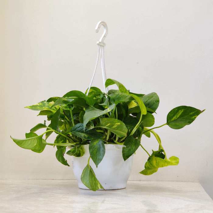 Green Plain Money Plant Hanging 17 cm pot