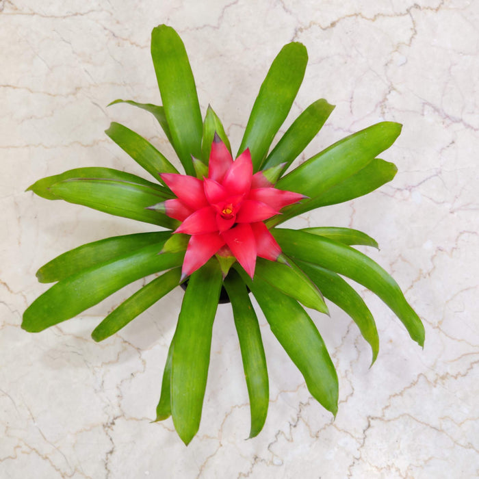 Guzmania Plant In 15  Cm Pot