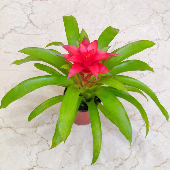 Guzmania Plant In 15  Cm Pot