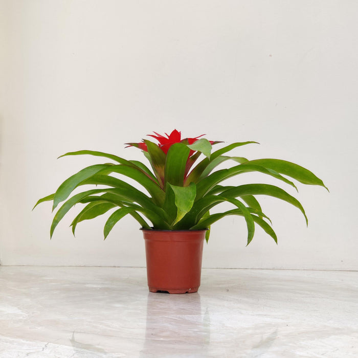 Guzmania Plant In 15  Cm Pot