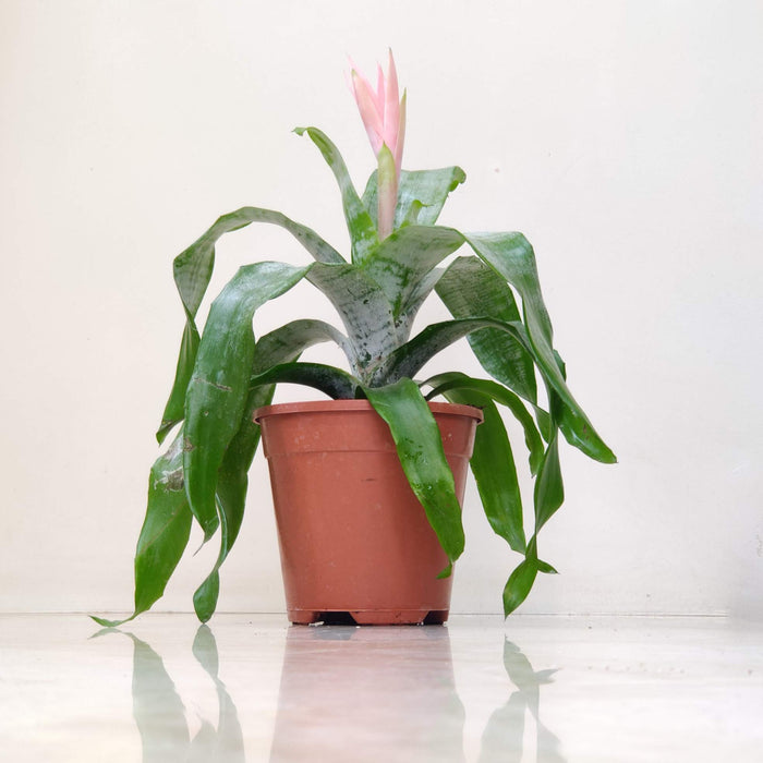 Pink Guzmania Plant In 15 Cm Pot