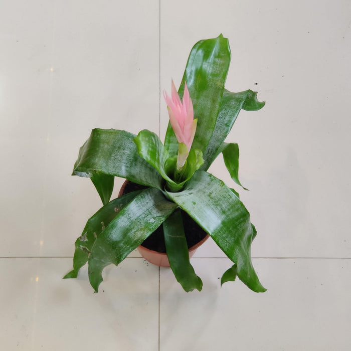 Pink Guzmania Plant In 15 Cm Pot