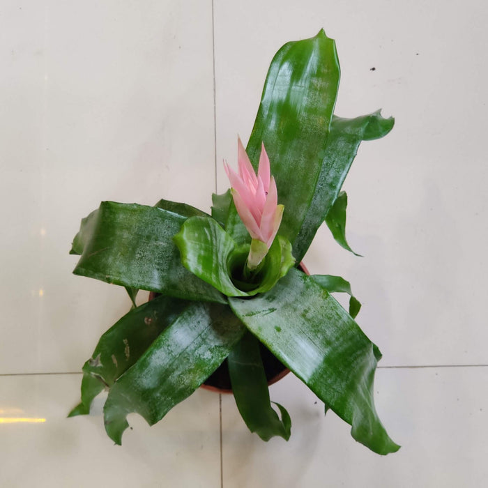 Pink Guzmania Plant In 15 Cm Pot