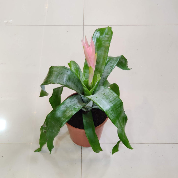 Pink Guzmania Plant In 15 Cm Pot