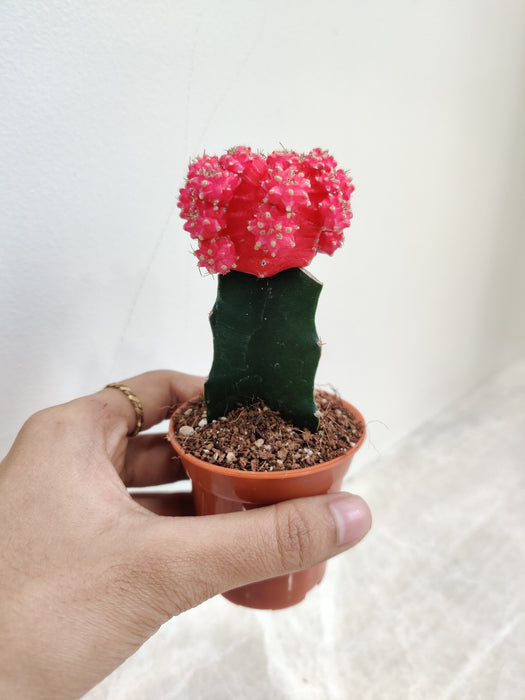 Bright Pink Moon Cactus for Indoor Spaces