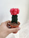 Bright Pink Moon Cactus for Indoor Spaces