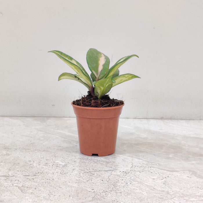 Hoya Heuschkellana Plant In 5.5 cm pot