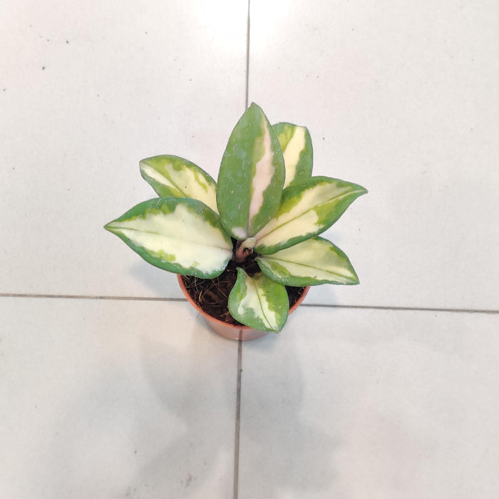 Hoya Heuschkellana Plant In 5.5 cm pot