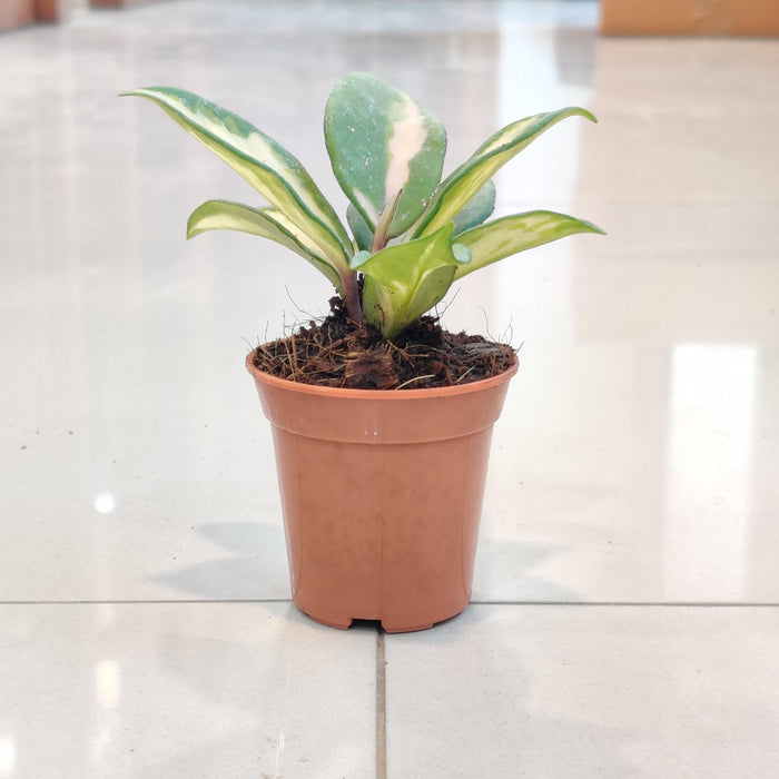 Hoya Heuschkellana Plant In 5.5 cm pot