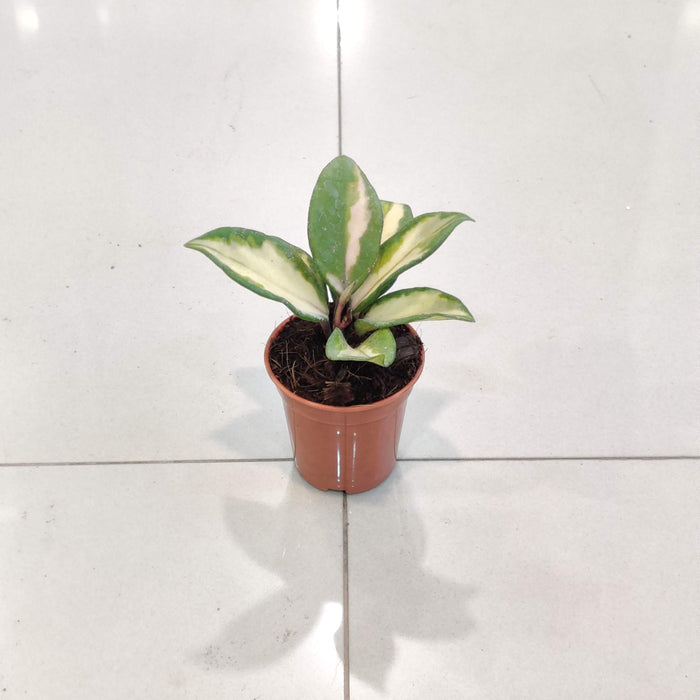 Hoya Heuschkellana Plant In 5.5 cm pot