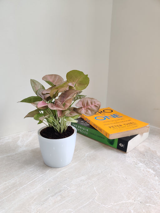 Syngonium Pink Plant in white plastic pot for corporate gift.