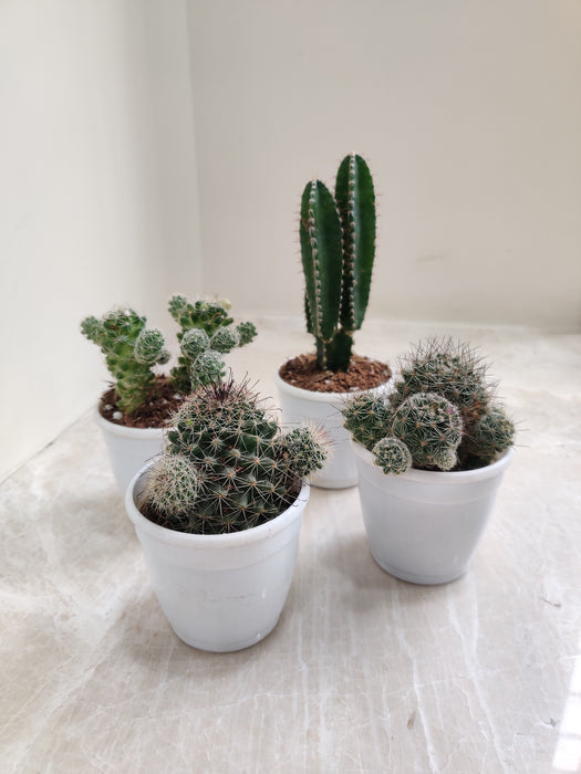 Variety of Indoor Cactus Plants